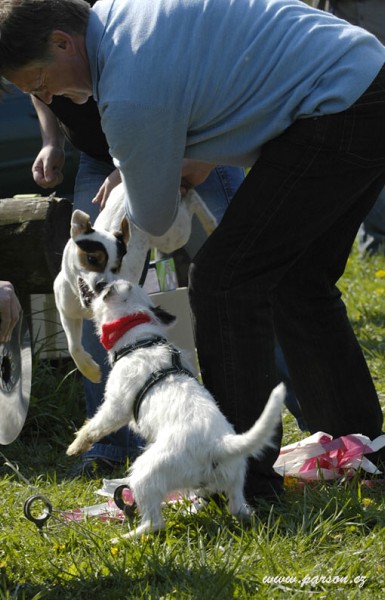 Dalmatin and Parson Cup 2008