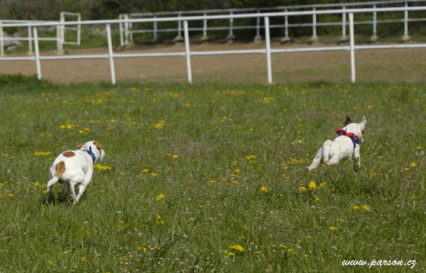 Dalmatin and Parson Cup 2008