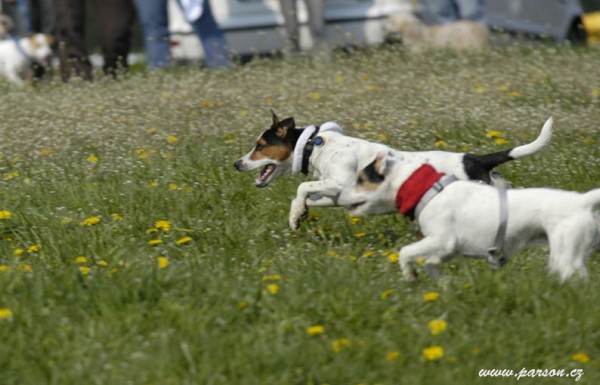 Dalmatin and Parson Cup 2008