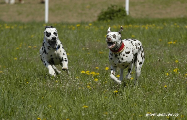 Dalmatin and Parson Cup 2008