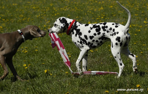 Dalmatin and Parson Cup 2008