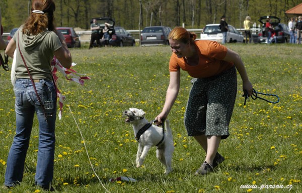 Dalmatin and Parson Cup 2008