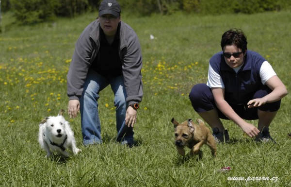 Dalmatin and Parson Cup 2008