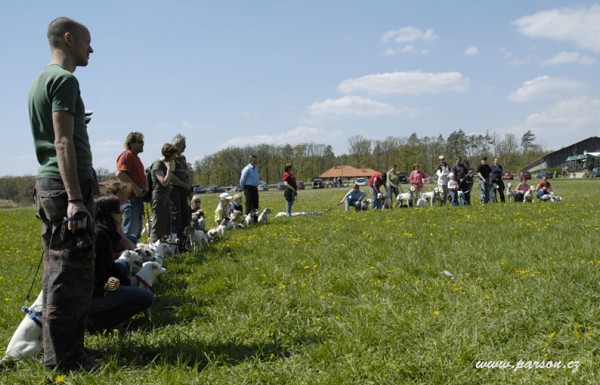 Dalmatin and Parson Cup 2008