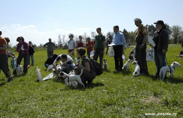 Dalmatin and Parson Cup 2008