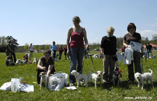 Dalmatin and Parson Cup 2008