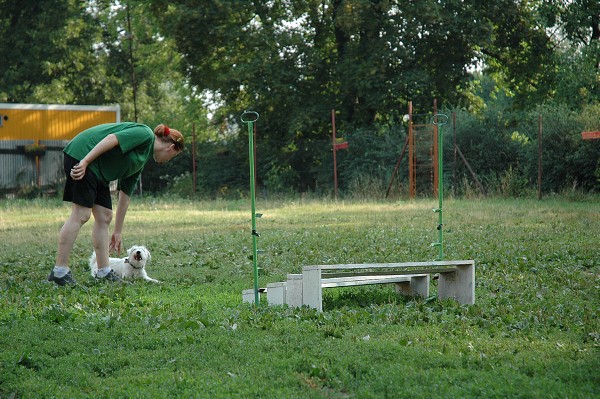 Trénink agility