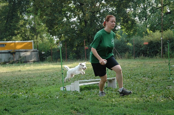 Trénink agility