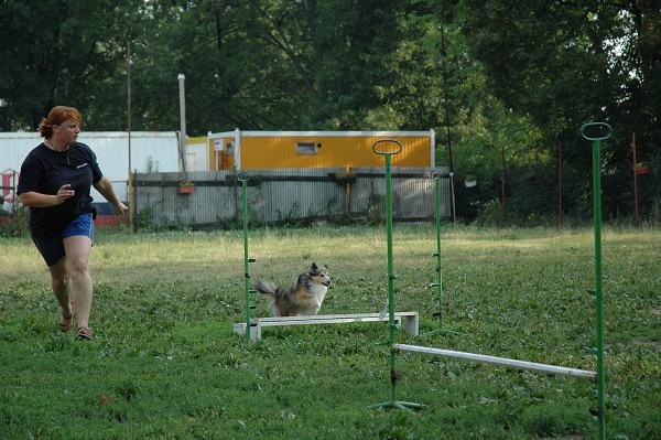 Trénink agility