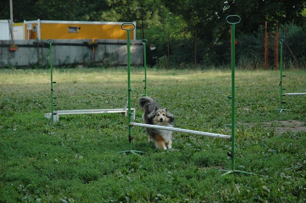 Trénink agility