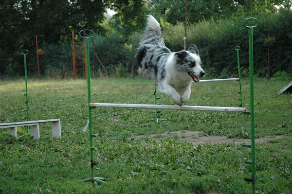 Trénink agility