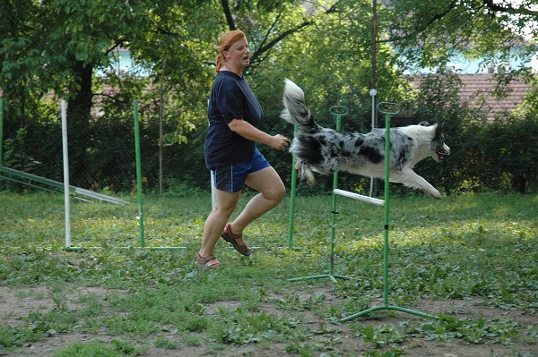 Trénink agility