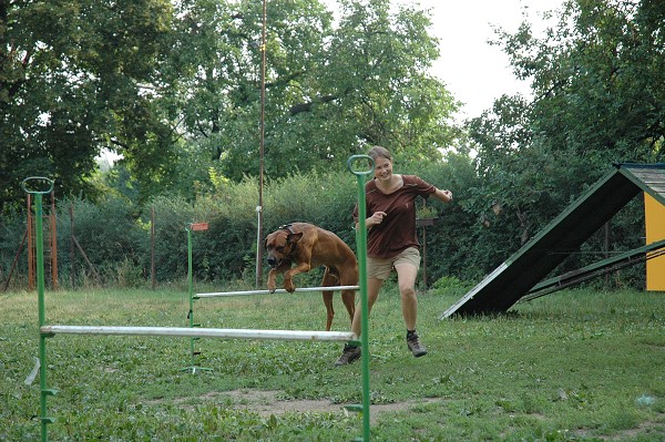 Trénink agility