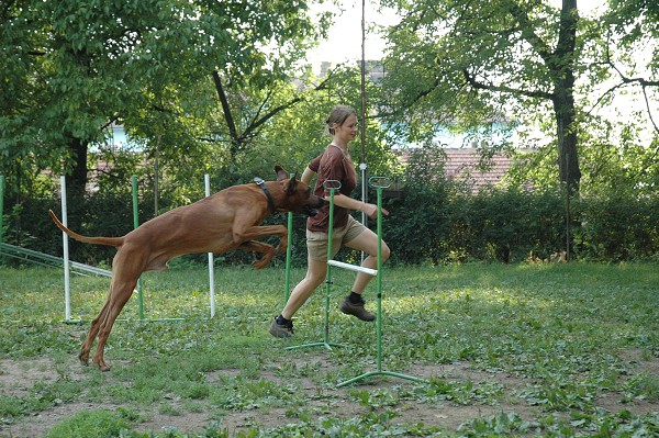 Trénink agility