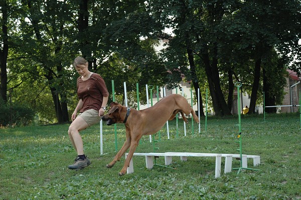 Trénink agility