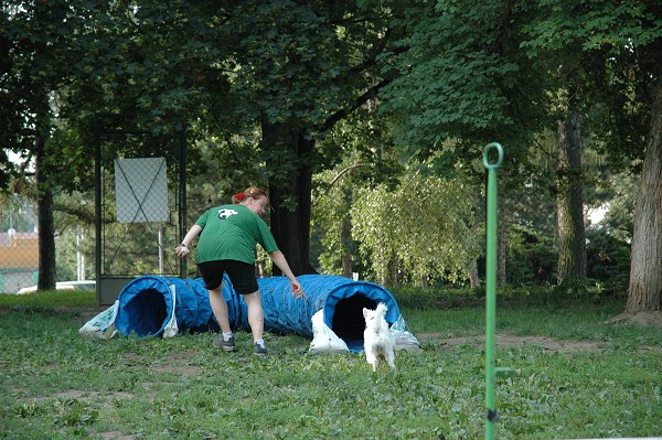 Trénink agility