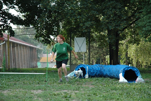 Trénink agility