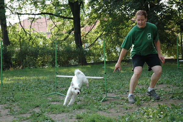 Trénink agility