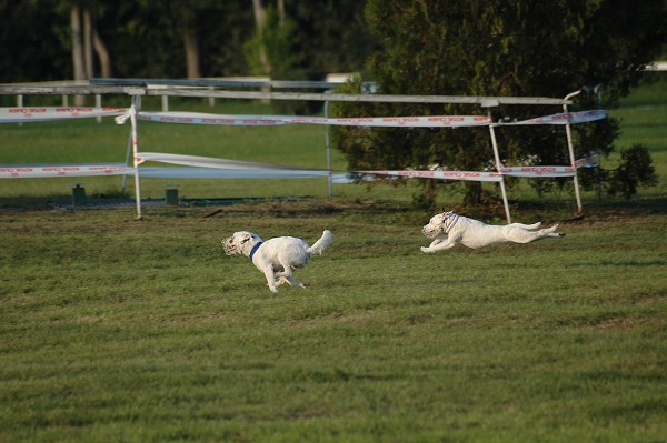 Coursing