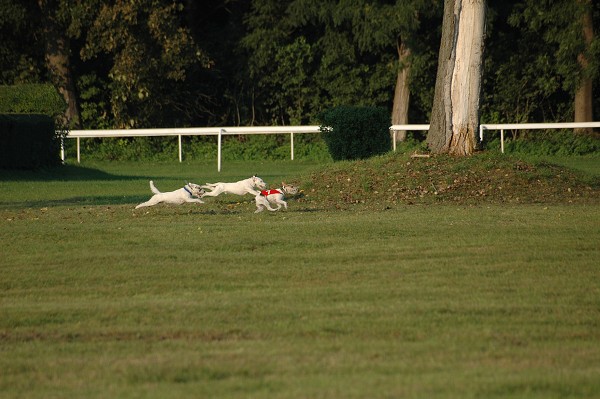 Coursing