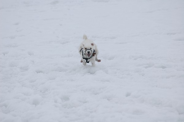 Coursing