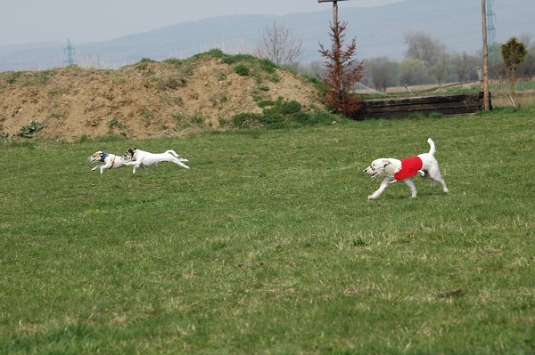 Coursing