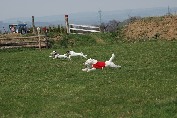 Coursing