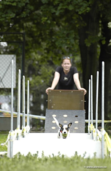 Nedělní trénink flyballu