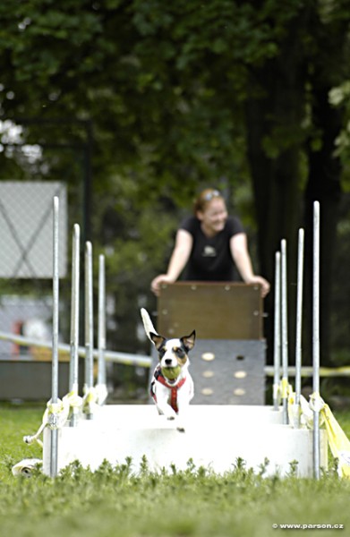 Nedělní trénink flyballu