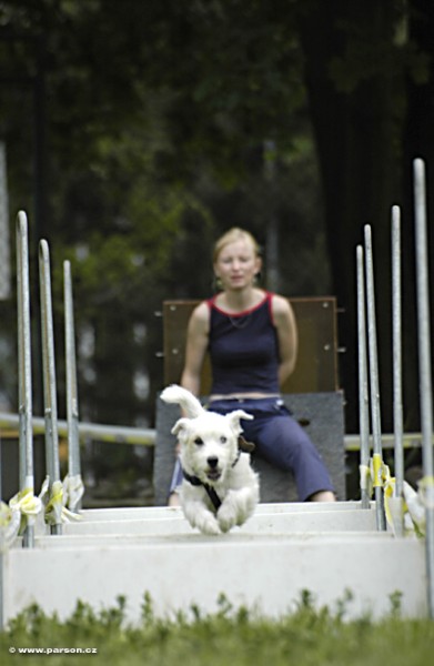 Nedělní trénink flyballu