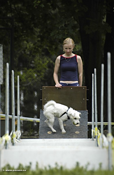 Nedělní trénink flyballu