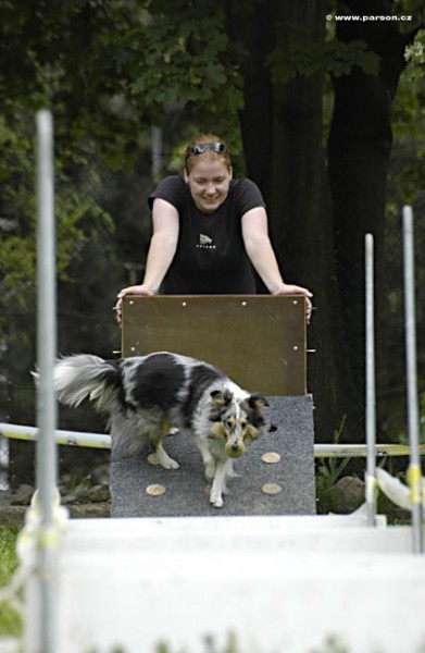 Nedělní trénink flyballu