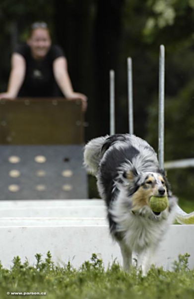 Nedělní trénink flyballu