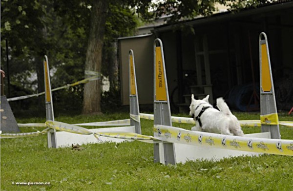 Nedělní trénink flyballu