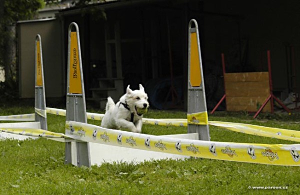 Nedělní trénink flyballu