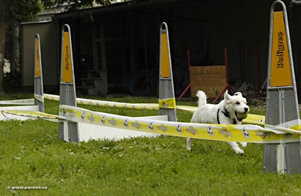 Nedělní trénink flyballu