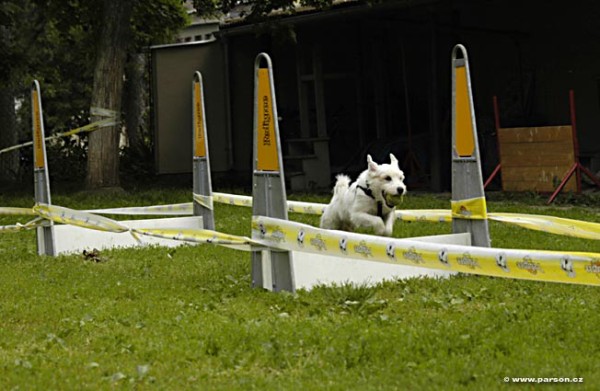 Nedělní trénink flyballu