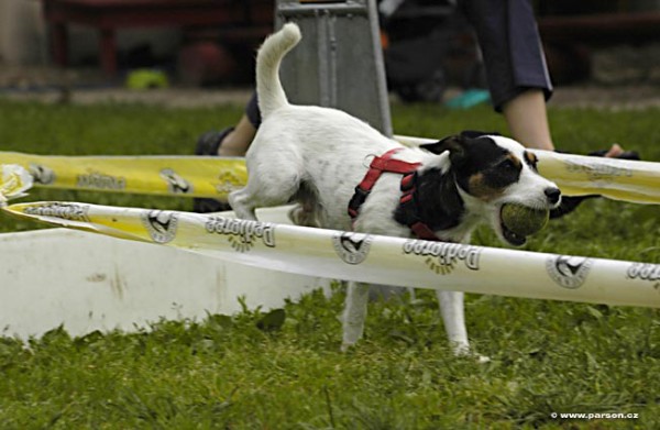 Nedělní trénink flyballu