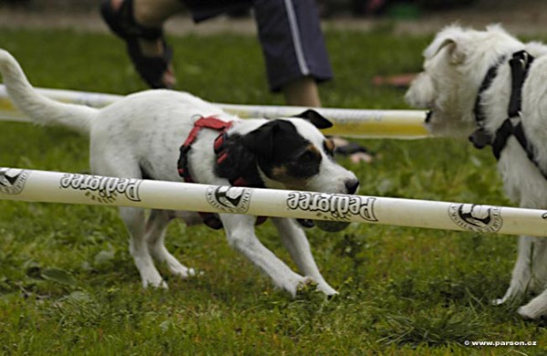 Nedělní trénink flyballu