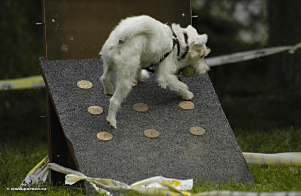 Nedělní trénink flyballu