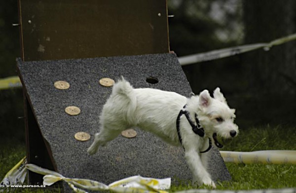 Nedělní trénink flyballu