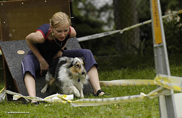 Nedělní trénink flyballu