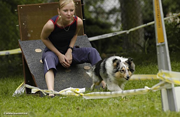 Nedělní trénink flyballu