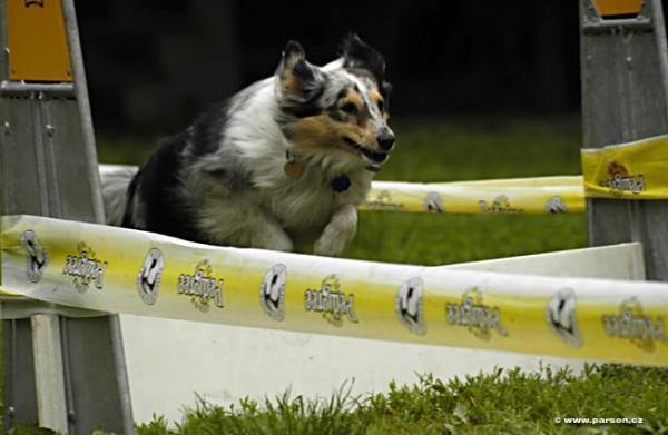 Nedělní trénink flyballu