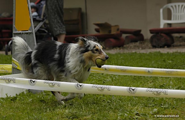 Nedělní trénink flyballu