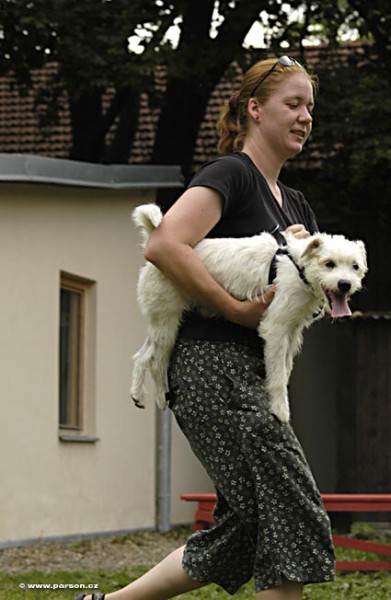 Nedělní trénink flyballu