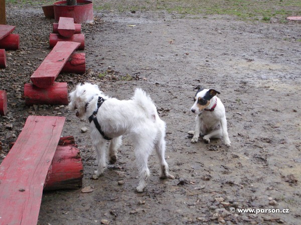 Flyball