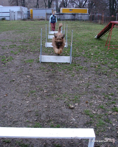 Flyball