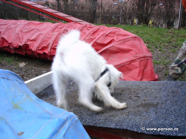 Flyball