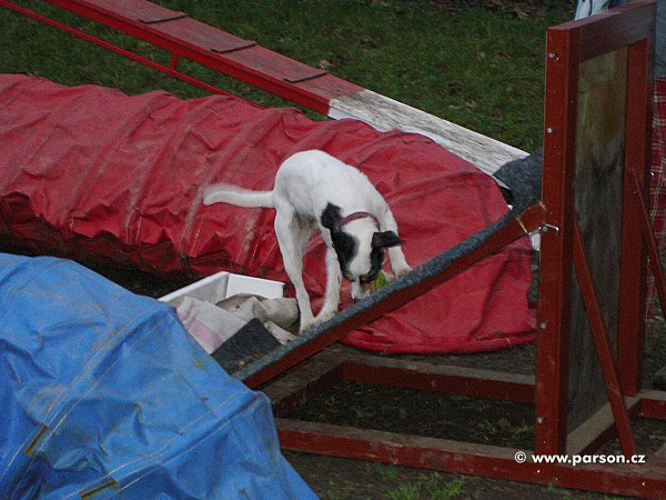 Flyball